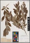 Foto von Salix cinerea L.